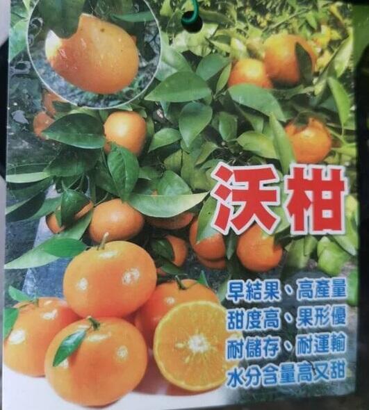 ╭☆東霖園藝☆╮水果苗--(沃柑)--風味絕佳,高產量.甜度高