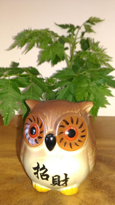 陶瓷貓頭鷹