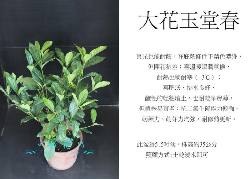 心栽花坊-大花玉堂春/5吋/綠化植物/綠籬植物/香花植物/售價150特價120