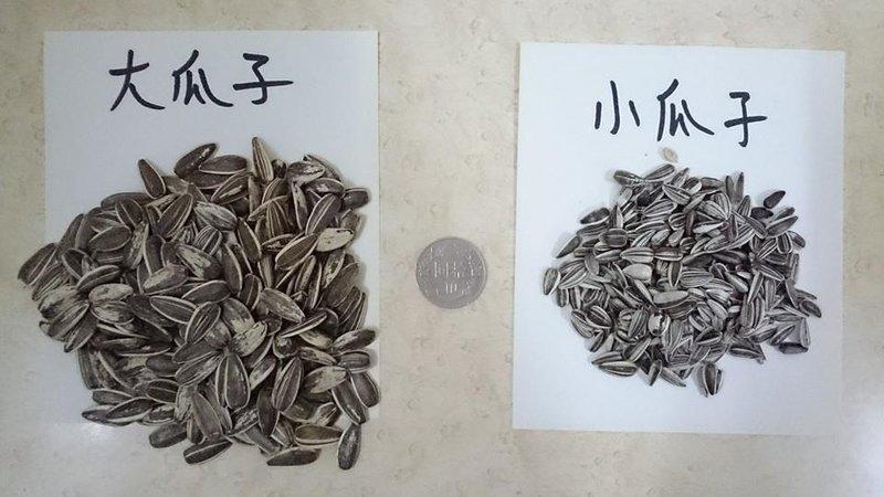 世界寵物百寶箱~(免運費)整袋 進口小顆葵花籽 小瓜籽 瓜仔 小瓜子 瓜子 41.3台斤(25公斤) 鸚鵡 倉鼠 蜜袋 | 露天市集 | 全台