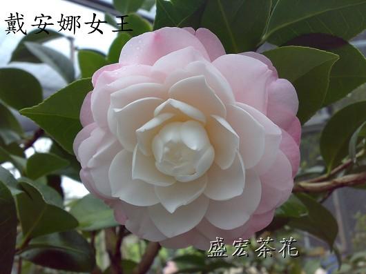 【盛宏茶花】茶花品種︱5吋盆原棵茶花︱戴安娜女王