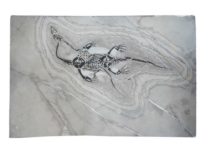 [精品] 貴州龍 一大一小雙龍化石~~ 罕見一板兩隻， 眼窩、牙齒、指節、骨盆都清晰可見