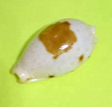 seashell 美娘寶螺 貝殼標本