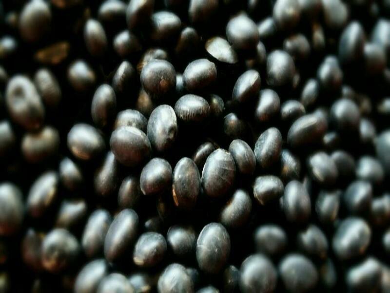 ｛豐｝糧行   黑蜜丹波大黑豆（生）1200公克
