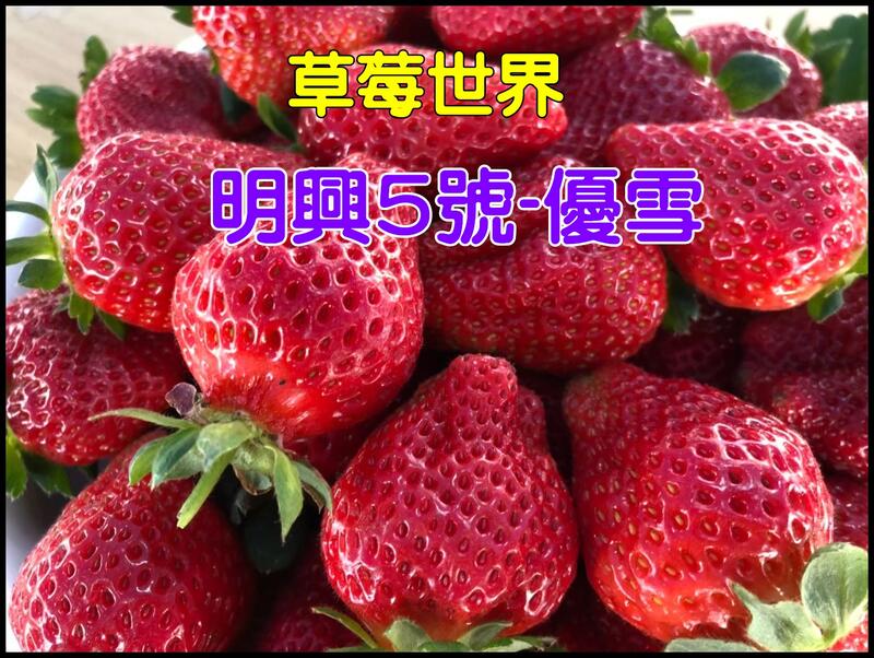 ★草莓苗批發、零售★草莓世界『草莓苗』【優雪品種】每株30元