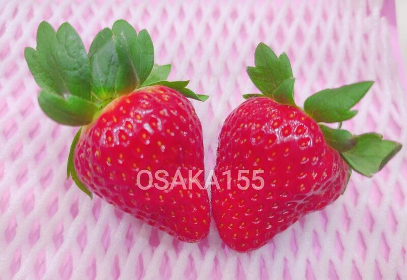 日本草莓.草莓苗. 奈良 古都華(ことか) 草莓種子