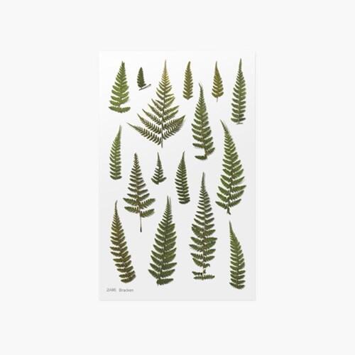 ◎。Bafa。◎ 韓國appree~ 押花貼紙 手帳素材 花草植物 DIY卡片照片裝飾~ 歐洲蕨