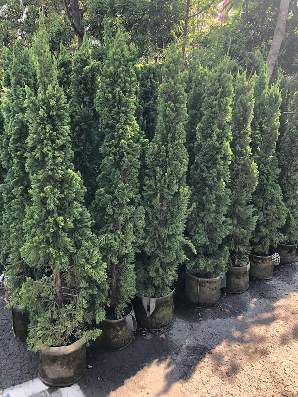 花花世界-庭園造景植物 *龍柏*-繞龍柏-螺絲柏/高約6尺/ 限量出售/MA*無法超取* | 露天市集 | 全台最大的網路購物市集