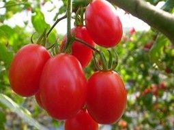 玉女番茄**免運10斤溫室離土栽培皮薄爆甜多汁~安心無毒零農藥補充健康又美味