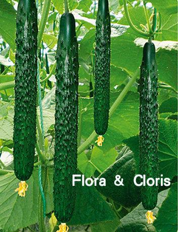 Flora & Cloris 荷蘭 進口 F1 綠仙子 小黃瓜 種子