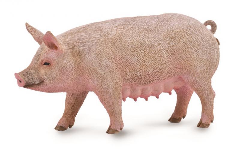 【阿LIN】88863A 全新正版COLLECTA 動物模型玩具 迷你母豬