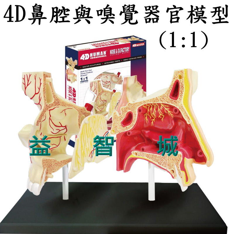 益智城《鼻子模型/鼻腔模型/嗅覺器官模型/醫學模型/DIY模型/教學模型/4D MASTER 》4D鼻腔與嗅覺器官模型