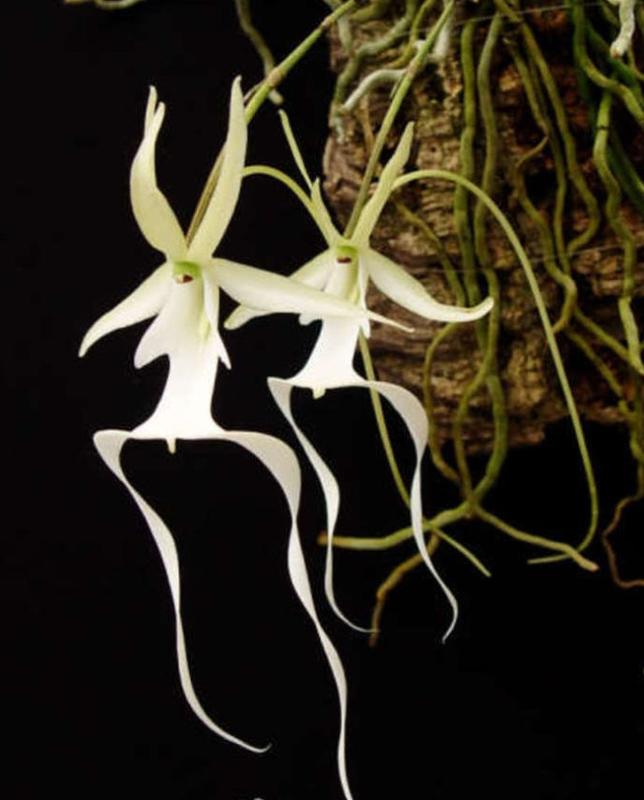 日本初の 幽靈蘭, lindenii Polyrrhiza 板植( 重量級稀有蘭花廉價特 4株), 花