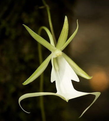 洋蘭 原種 稀少種 Polyrrhiza. lindenii 開花株 幽霊蘭 洋蘭 原種 稀少種 Polyrrhiza. lindenii 開花株 幽霊蘭（洋蘭