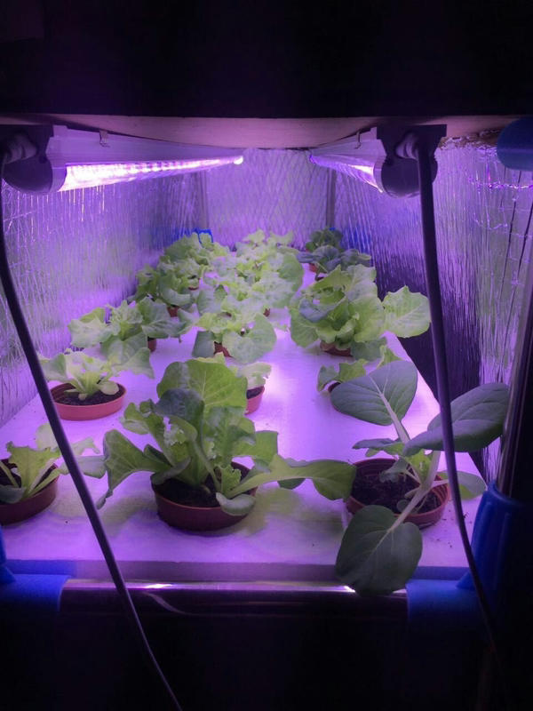 大功率雙(單）燈條，LED全光譜植物燈,一尺9瓦1000流明，適用於蔬菜育苗花卉溫室及室內補光使用（水草缸，金魚缸增豔）