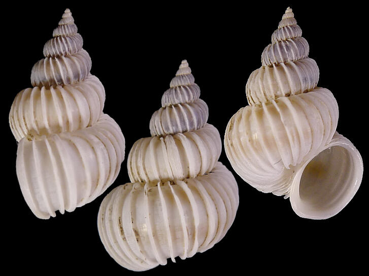 [ Shellbay ] ~  海螄螺 Epitonium robillardi (12.8 mm) ~