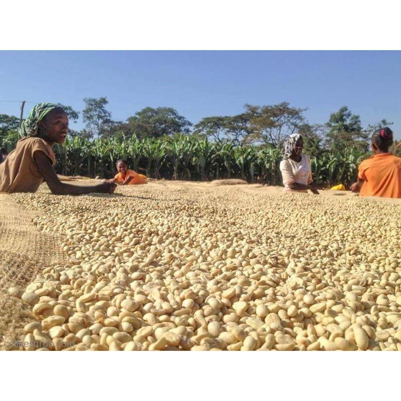 【淺中】非洲 耶加雪夫 海爾 賽拉西 Washed Haile Slassie （1/2）磅 咖啡豆 衣索比亞 耶加雪菲
