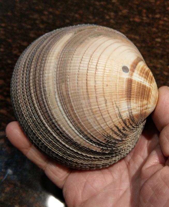 個人早期收藏 天然貝殼  完整無加工 原始貝殼 深海貝殼 貝殼標本 海螺  稀有貝殼 台灣貝殼