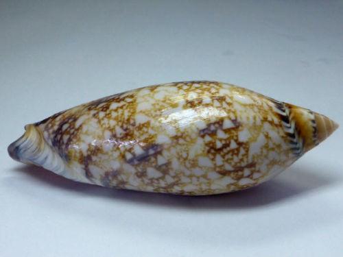 達摩渦螺 Amoria Damoni ，92.9mm，西澳產，附原貝ID