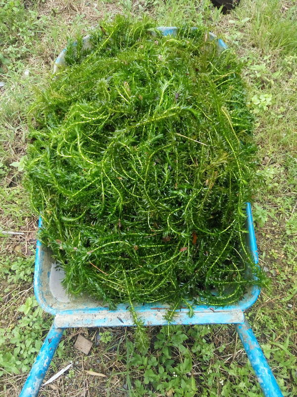 水蘊草 蜈蚣水草 最佳凈化水質的水草 1公斤
