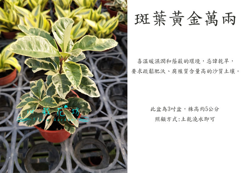 心栽花坊-斑葉黃金萬兩/3吋盆/綠化植物/室內植物/觀葉植物/售價50特價40