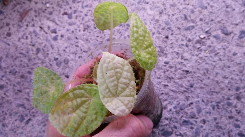 begonia staudtii(高溫馴化株)