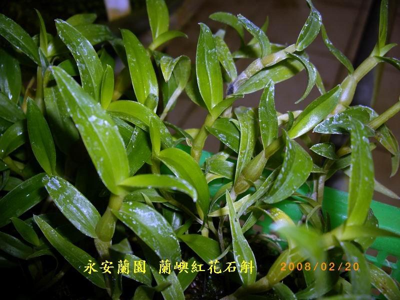 (  永安蘭園  )  蘭花 石斛蘭 種苗 台灣原生種 蘭嶼紅花石斛 ( Den.miyakei ) 深紅色花