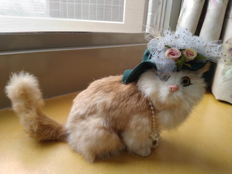 戴著淑女帽的貓
