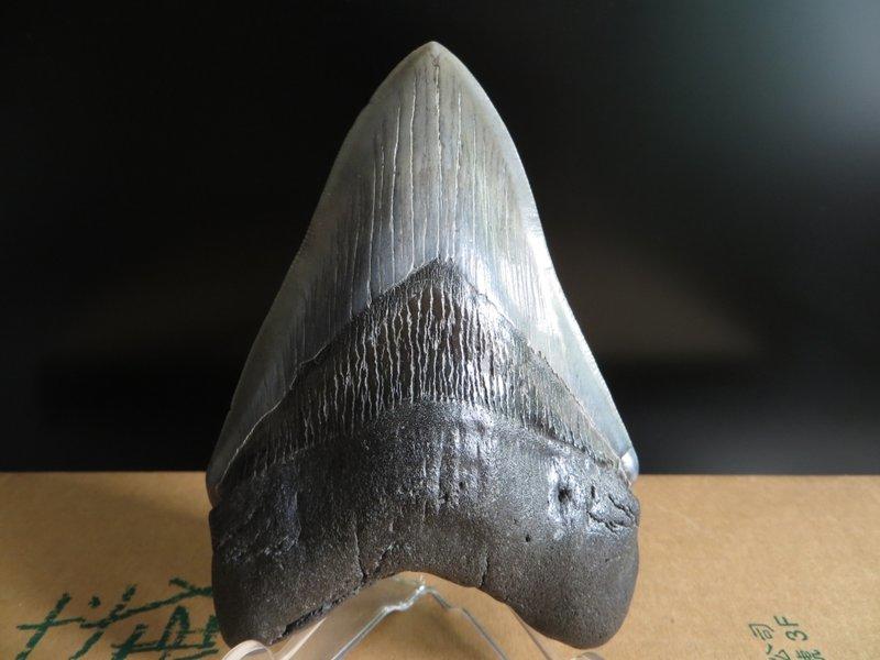 巨齒鯊 （Carcharodon megalodon）鯊魚牙化石（真品鯊魚牙齒化石）