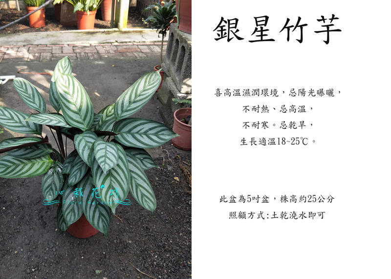 心栽花坊-銀星竹芋/5吋盆/綠化植物/室內植物/觀葉植物/售價250特價200