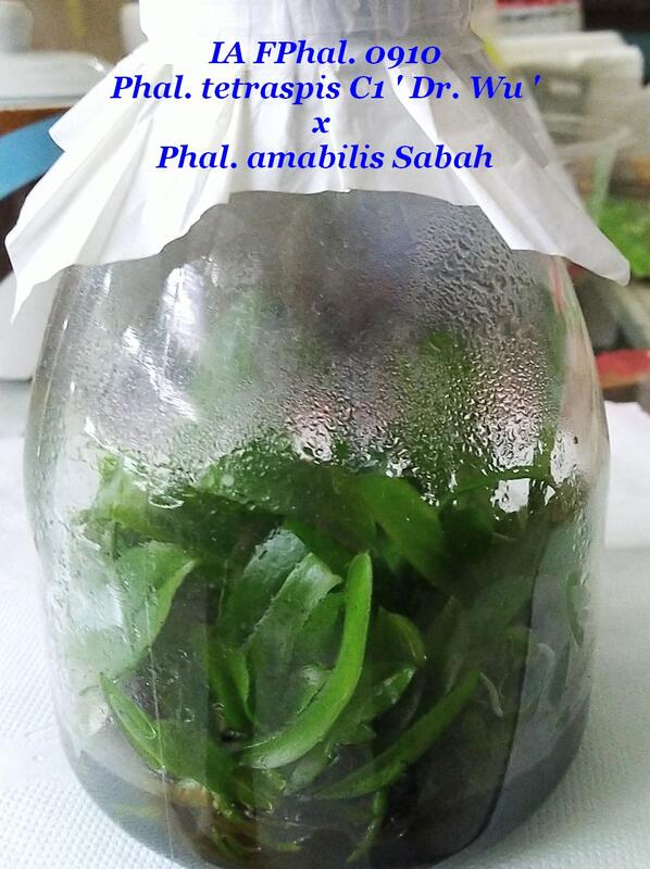 <永安蘭園>蘭花瓶苗 P.tetraspis C1 'Dr. Wu' x amabilis Sabah(FP.0910)