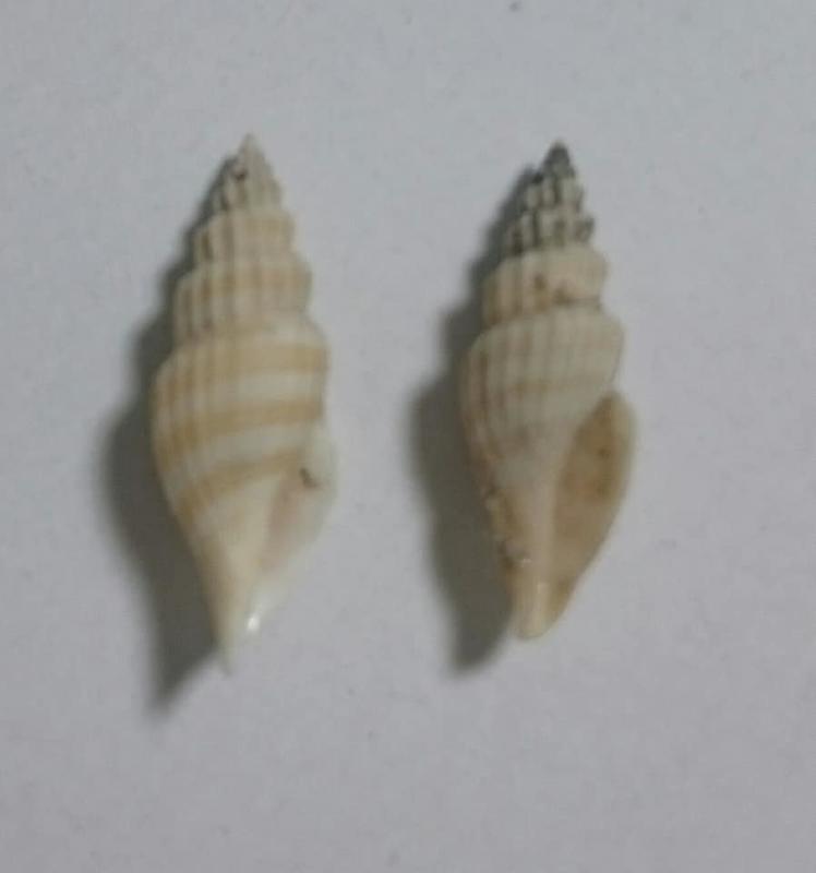 seashell 捲管螺 貝殼標本