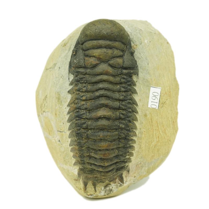 [便宜] 真品 鐘頭蟲 / 三葉蟲 化石 (貌似毛毛蟲、熱門化石)