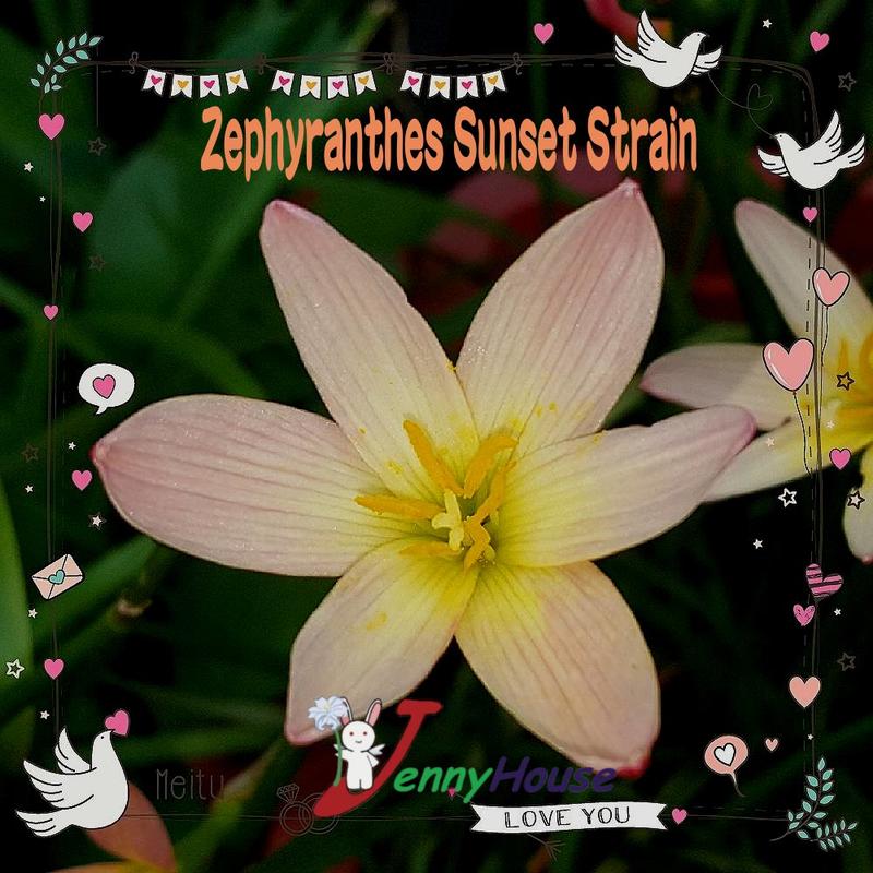 粉橘色風雨蘭/蔥蘭(Zephyranthes Sunset Strain)開花球(1.5公分左右)買5送1棵