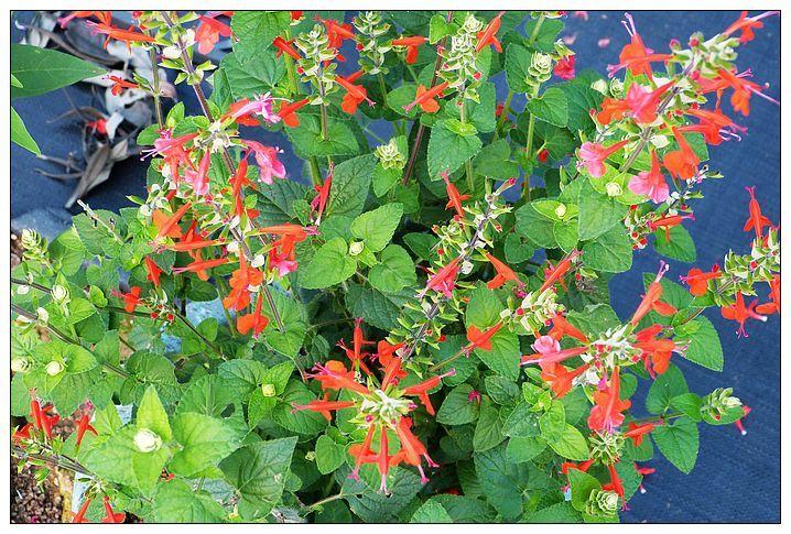 (木莯工作室) 紅花鼠尾草(朱唇花):盛花之際，景觀極為柔美優雅；在美洲是蜂鳥喜愛的蜜源植物之一。