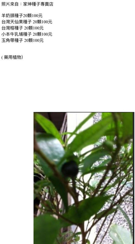 羊奶頭種子。台灣天仙果種子 台灣榕種子 。小本牛乳埔種子 。玉角帶種子 ( 藥用植物）：家坤種子專賣店