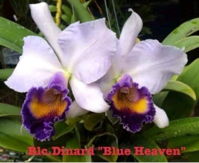 大眾蘭園  嘉德利雅蘭  Lc.Dinard Blue Heaven  藍色天堂 