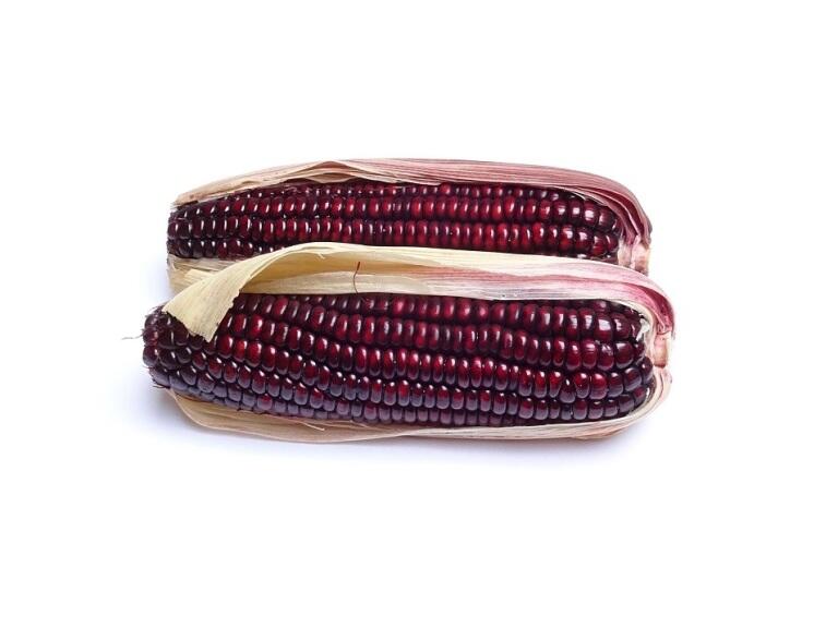 吉咪紅玉米種子~Jimmy Red Corn，富含花青素，可食用或觀賞
