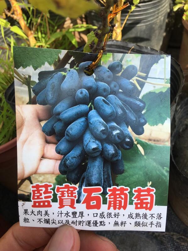 ╭☆東霖園藝☆╮外國水果苗( 藍寶石葡萄 )葡萄----香甜可口 4吋/10-15公分  熱銷-