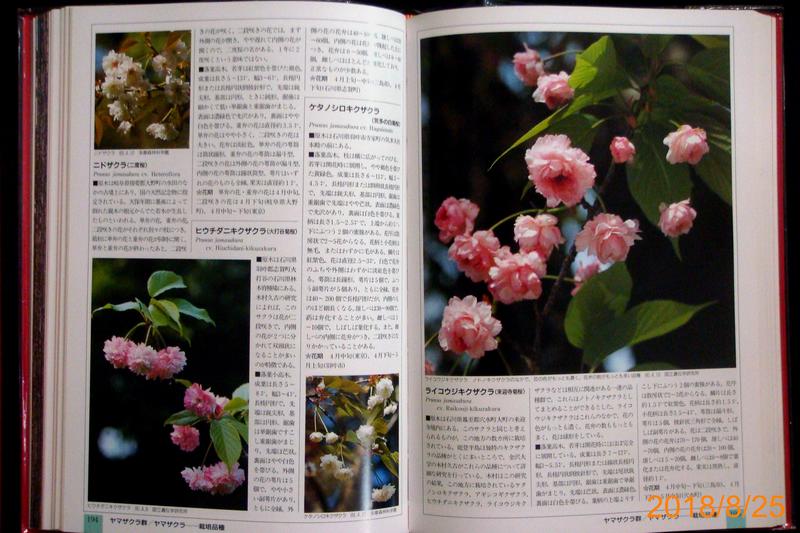 9九書坊】山渓セレクション日本の桜│日本各地櫻花賞櫻│4635061914