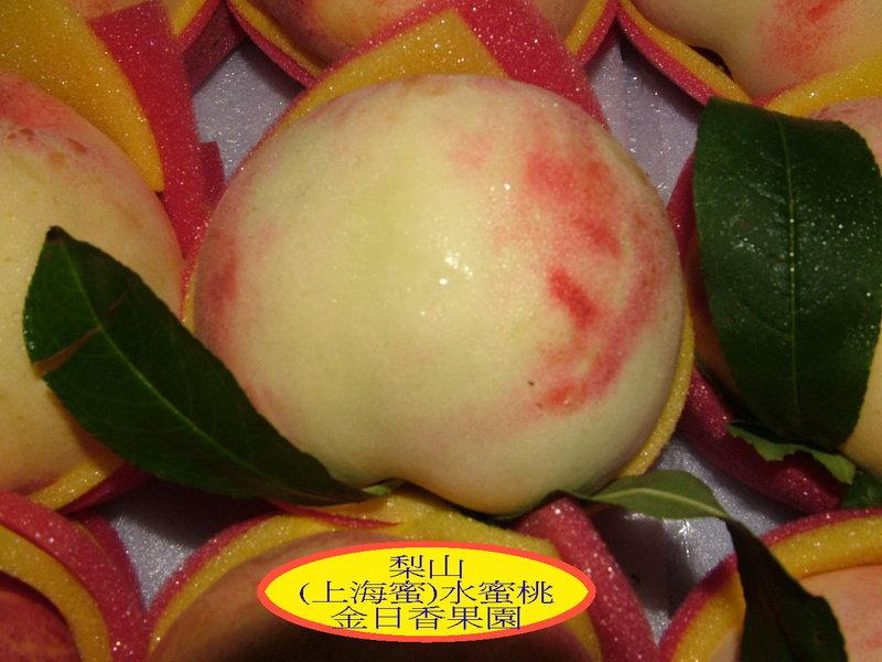 優質水蜜桃~中桃採收期~甜度13度以上！送禮最佳選擇~