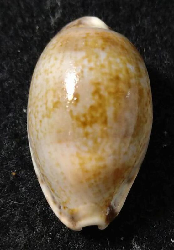 seashell 印尼寶螺 貝殼標本