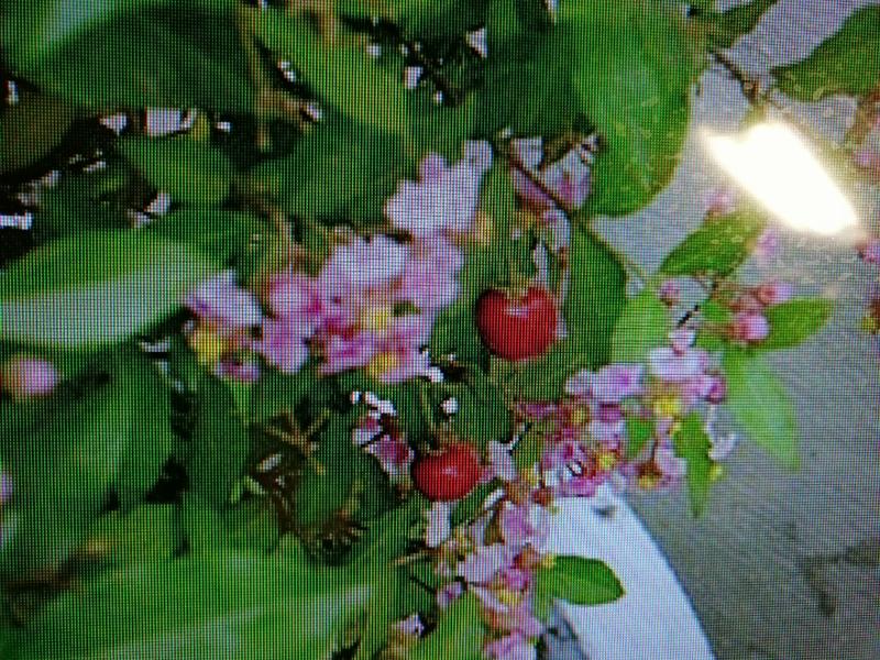李氏櫻桃樹小品盆栽便宜賣890超商取貨免運費很好種植喜歡全日照 會生果實