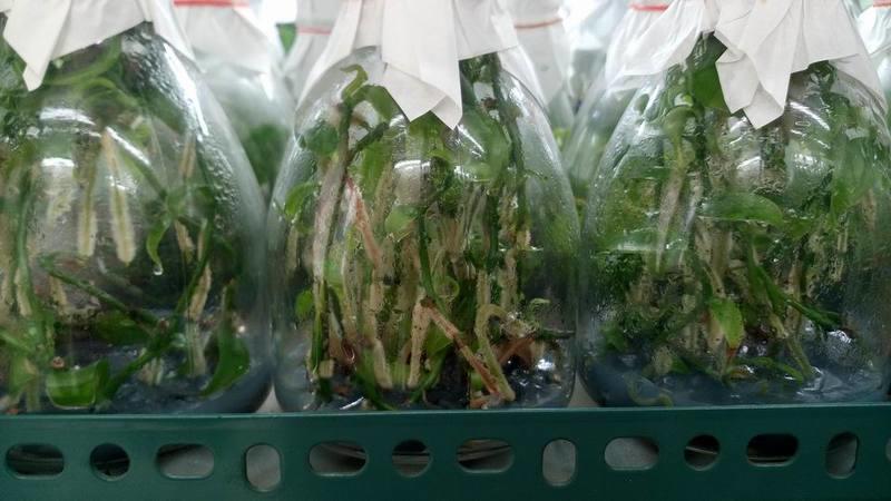 < 永安蘭園 > 蘭花 瓶苗 香莢蘭 Van. planifolia (編號 永安 FVan01) (Buy Now)