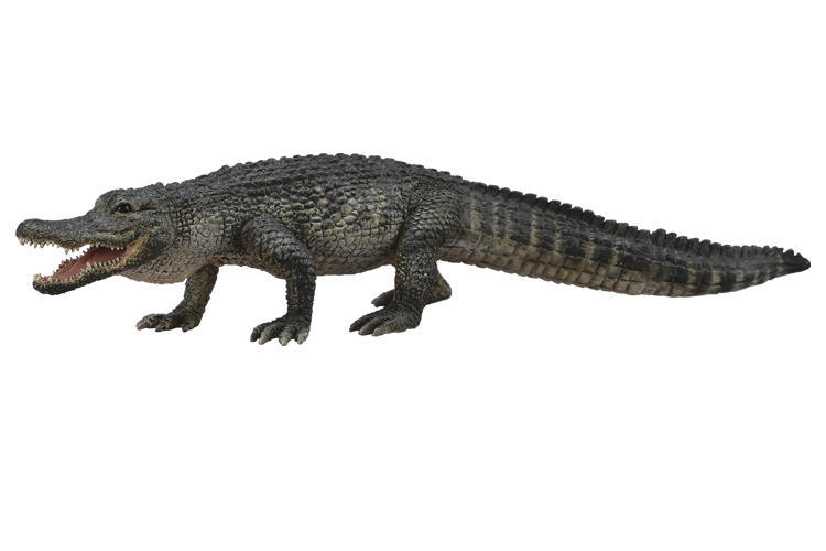 素食天堂~COLLECTA動物模型美國短吻鱷