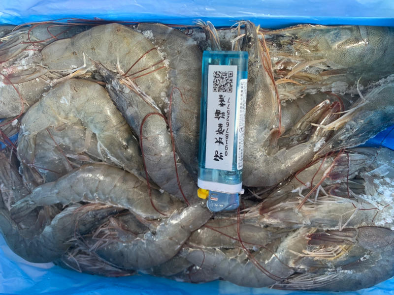 宏都拉斯一斤裝活凍生白蝦