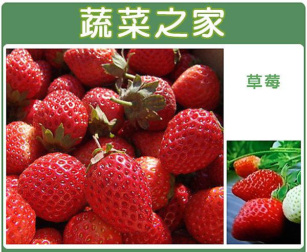 【蔬菜之家滿額免運】I05.草莓種子0.055克(約100顆) (阿里巴巴)