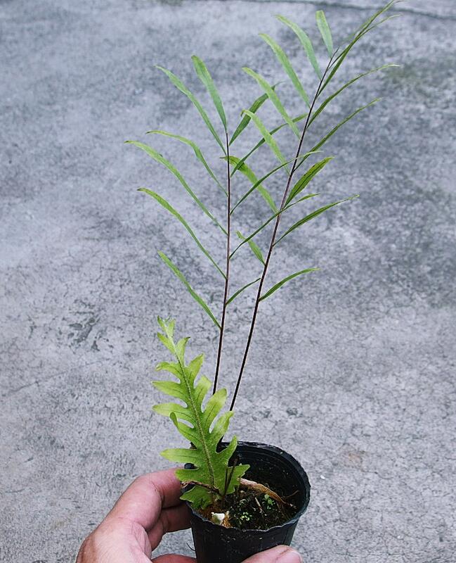 蕨類植物 水龍骨科  柳葉槲蕨  Drynaria rigidula   雨林植物