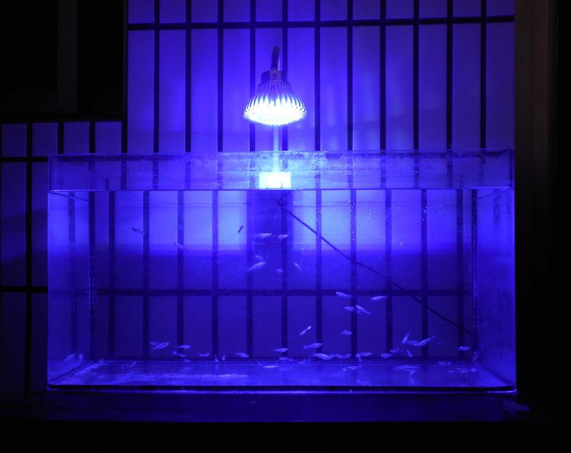 【光力能LED植物燈坊】大功率LED聚光90度5X3W藍白光包膠軟管水族海水珊瑚缸夾燈