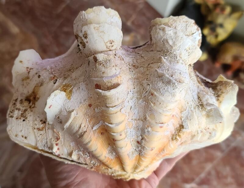 個人早期收藏 天然車渠貝殼 (大)  硨磲貝 完整未加工 天然貝殼 原始貝殼 深海貝殼 貝殼標本 稀有貝殼 台灣貝殼